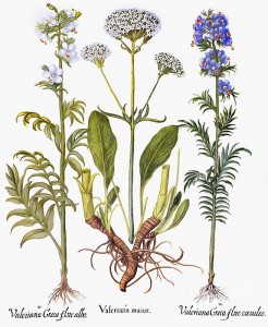 valerian-flowers-1613-granger