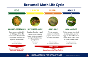 rash tail browntail maine infestation larvae