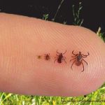 Blacklegged Ticks