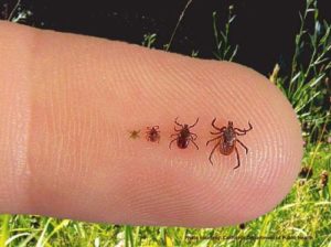 Blacklegged Ticks