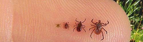 Blacklegged Ticks