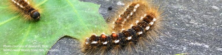 Browntail Moth Infestation and Rash - Get the Facts Now
