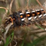 Browntail Moth Caterpillar