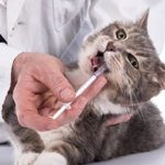 Veterinarian Administering Medicine to Cat