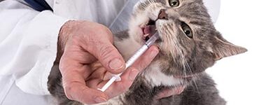 Veterinarian Administering Medicine to Cat