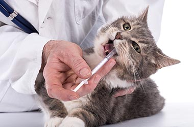 Veterinarian Administering Medicine to Cat