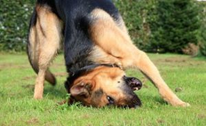 German Shepherd with Earache