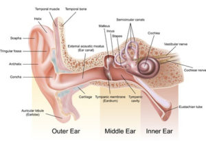 Anatomy of the Human Ear