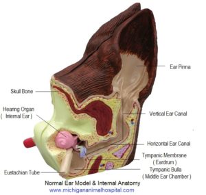 Canine Ear Diagram