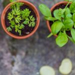 Herb Garden Pots