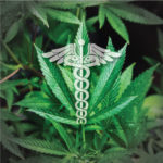 Cannabis Plant with Medical Symbol