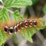 Browntail Moth Caterpillar on Leaf