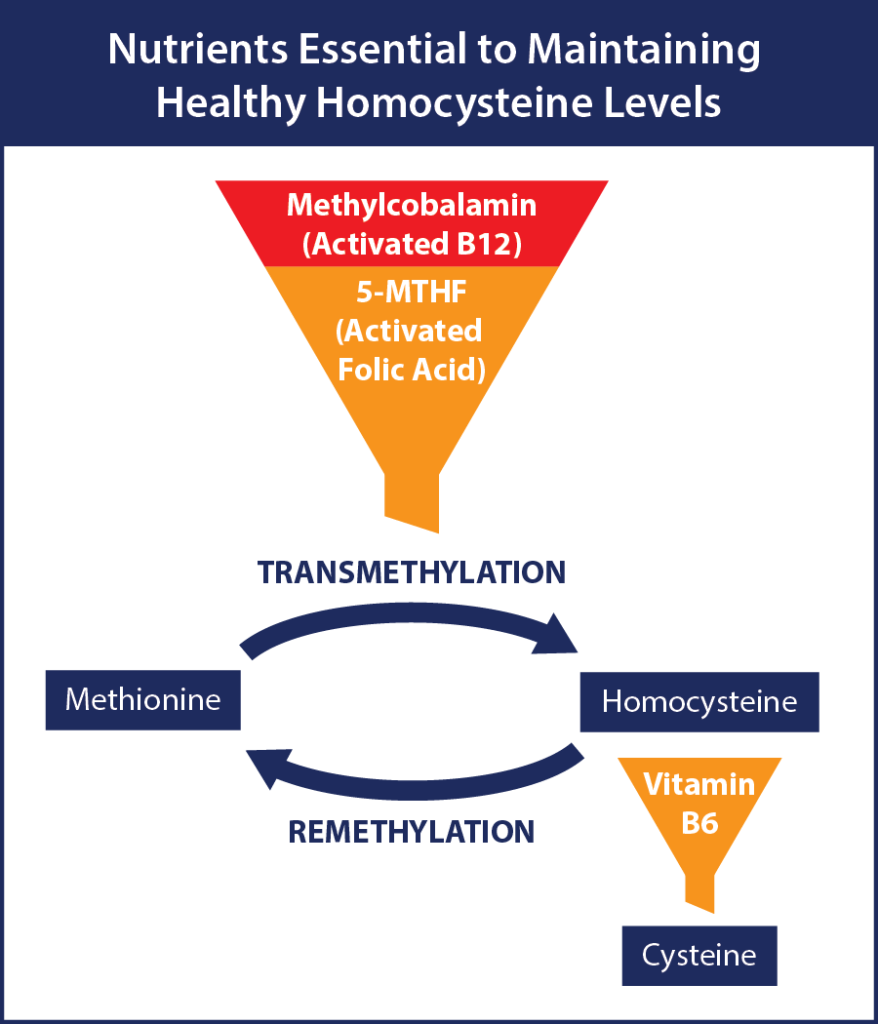 Nutrients Essential to Maintaining Healthy Homocysteine Levels