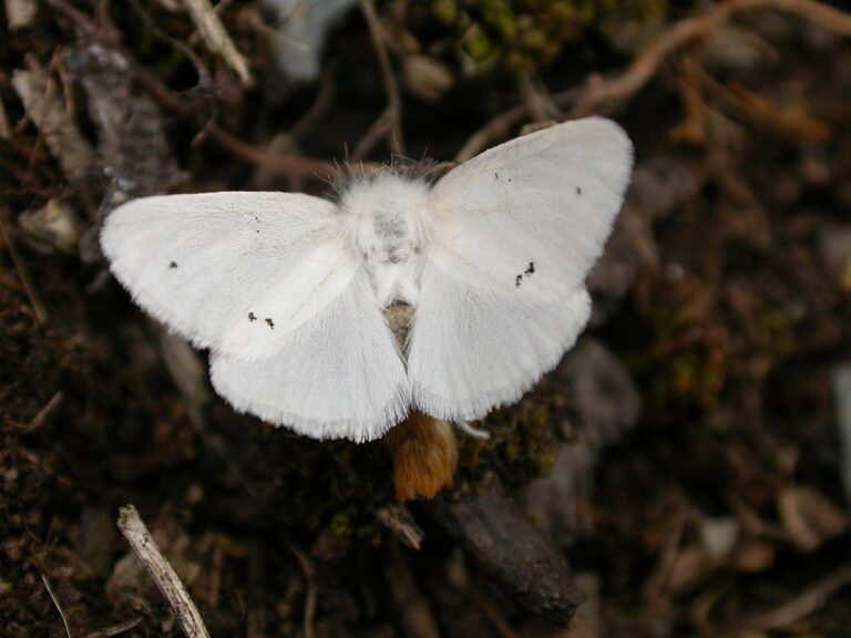 Adult euproctis chrysorrhoea -browntail moth
