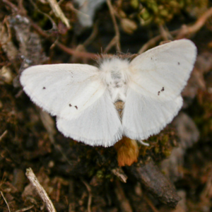 Browntail Moth