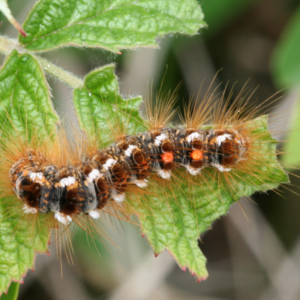 Browntail Moth caterpillar eating leaves.