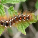 Browntail Moth Rash: Symptoms, Causes & Treatment