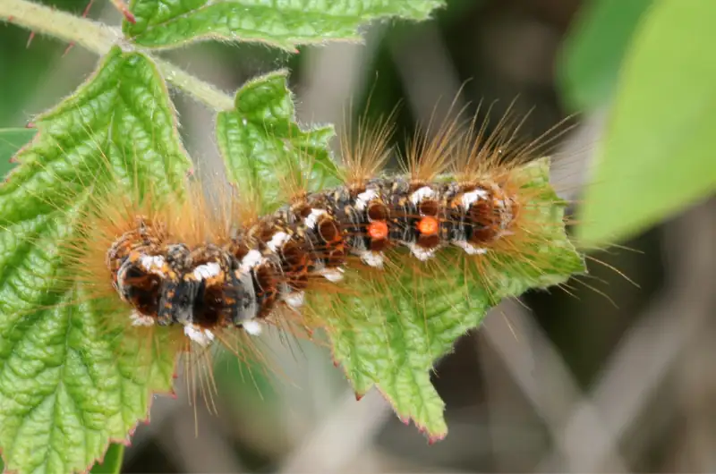 Moth Tree Rash Browntail Moth Rash: Symptoms, Causes & Treatment | Coastal Pharmacy ...