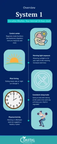 Infographic of the biology of sleep - circadian rhythm.