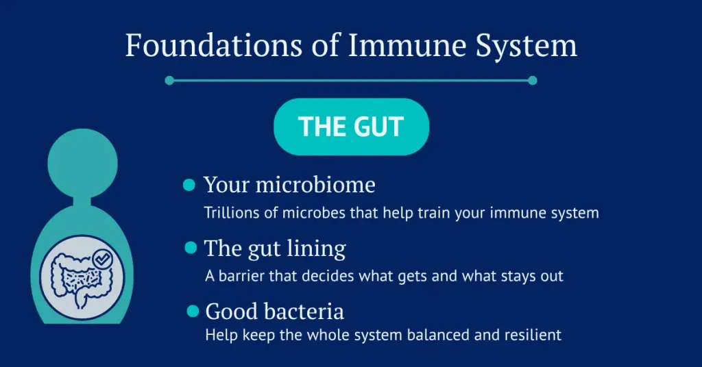 Diagram of gut health and immunity, showing much of the immune system lives in the gut.